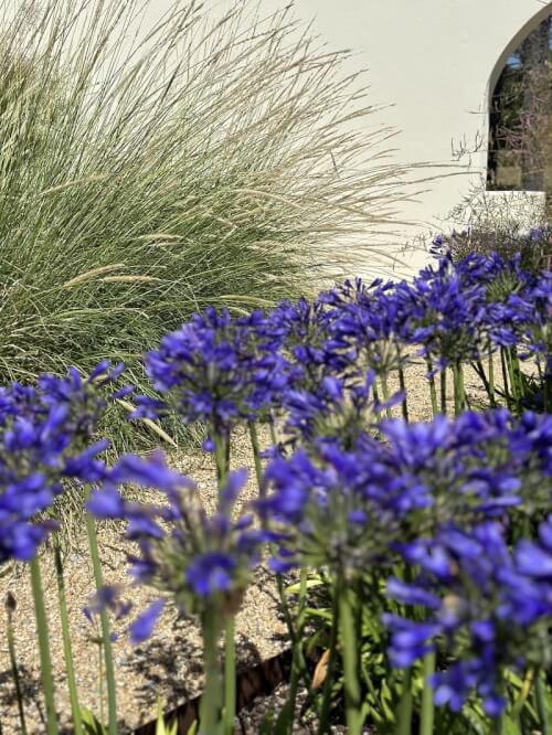 Repenser un jardin face à l’océan