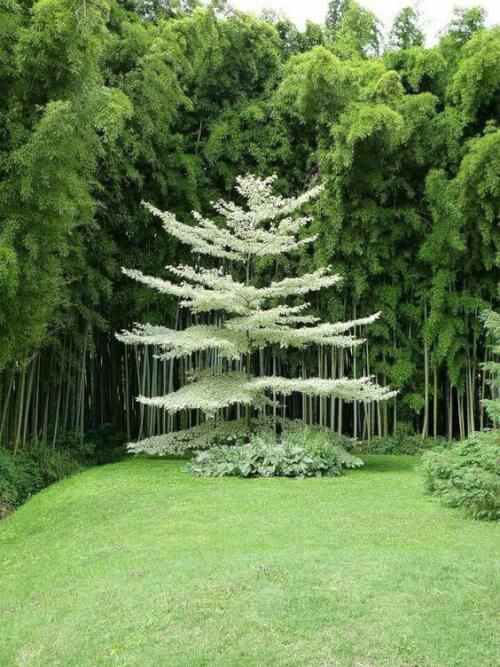 Jardin paysager: ambiance naturelle et forestière