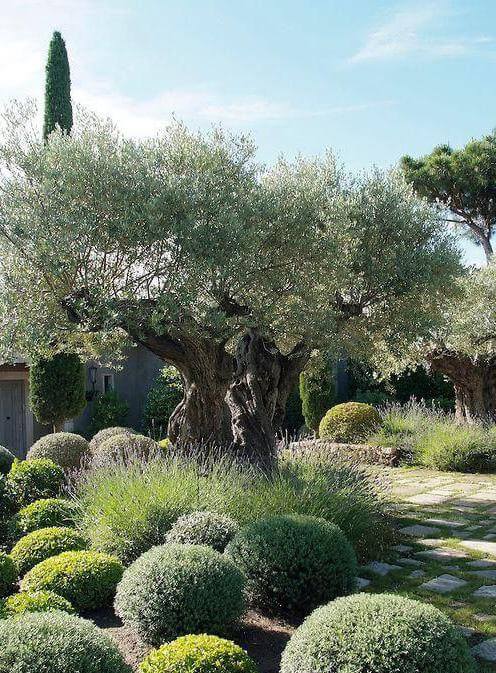 Jardin structuré autour d’une piscine