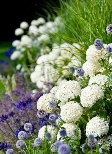 Jardin structuré autour d’une piscine