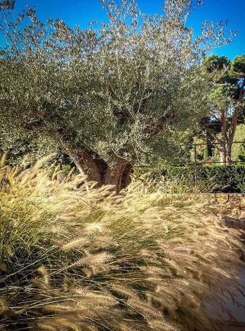 Jardin structuré autour d’une piscine
